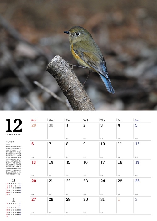 身近な野鳥カレンダー 2026 – 丸善ジュンク堂書店ネットストア