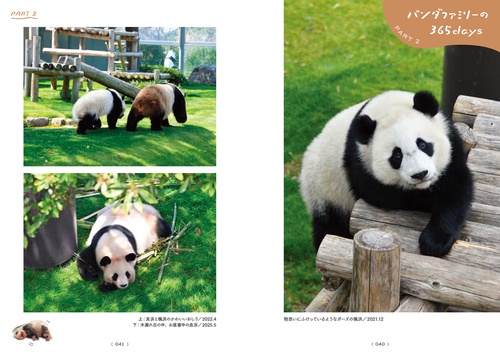 またね、尊いパンダたち。 旅に出たアドベンチャーワールドの浜家