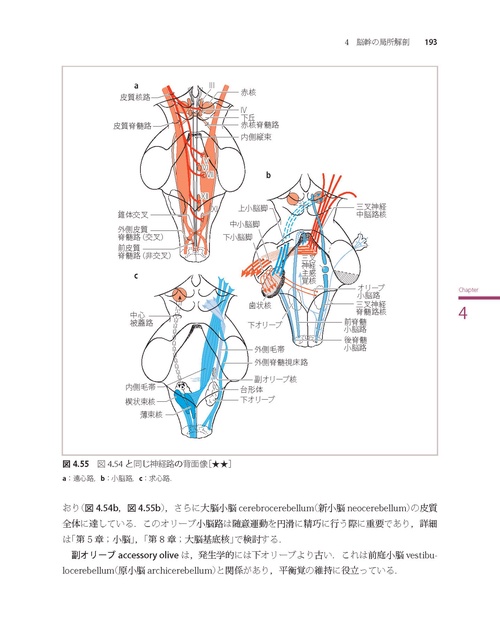 神経局在診断 第6版 神経局在診断 6版 Amazon.co.jp: 神経局在診断 : 花北 順哉: