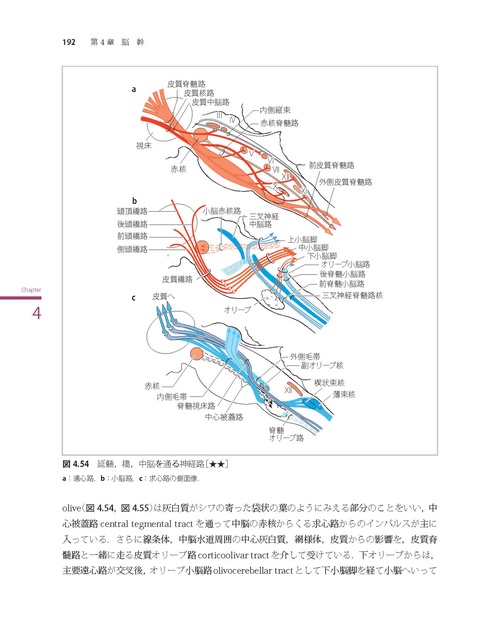 神経局在診断 第7版 その解剖，生理，臨床 – 丸善ジュンク堂書店