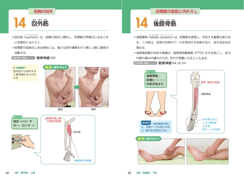 触診とゴロで覚える 四肢・体幹の機能解剖学 – 丸善ジュンク堂書店