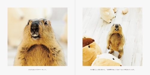 新品　廃盤　希少　 Bashful Marmot マーモット 25. ハンデを負ったマーモットの存在（25. The existence of