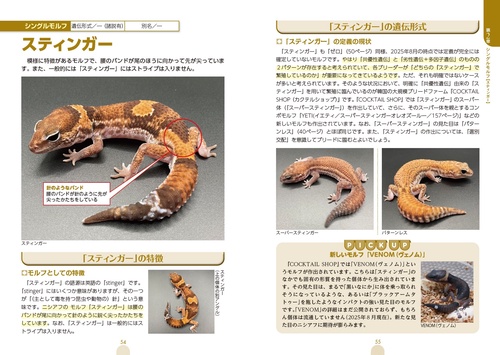 モルフ図鑑 ニシアフリカトカゲモドキ 心ときめく体色や模様の魅力
