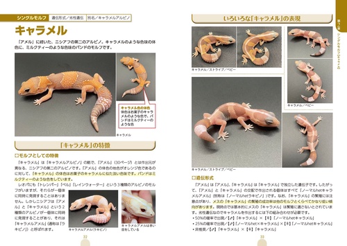 モルフ図鑑 ニシアフリカトカゲモドキ 心ときめく体色や模様の魅力