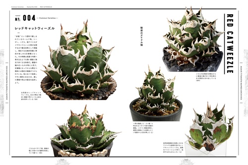 アガベ・チタノタ ネームド図鑑 – 丸善ジュンク堂書店ネットストア