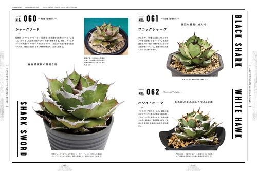 アガベ・チタノタ ネームド図鑑 – 丸善ジュンク堂書店ネットストア