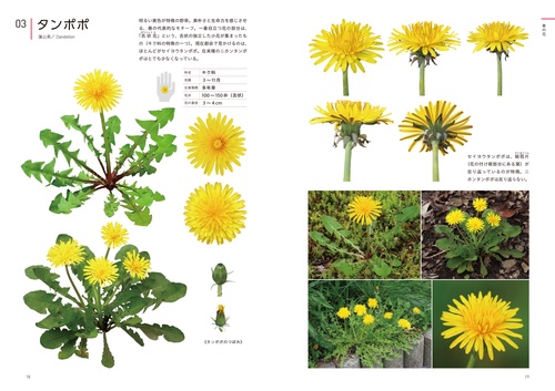 クリエイターのための花図鑑 – 丸善ジュンク堂書店ネットストア