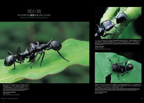 太陽に蟻 DAYTONA（デイトナ） 90710 デイトナウインドシールドショートタイプ