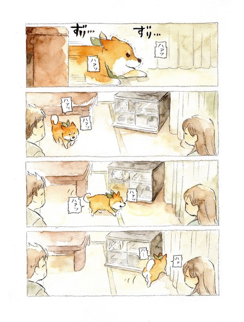 柴犬ぽんちゃん、今日もわが道を行く – 丸善ジュンク堂書店ネットストア