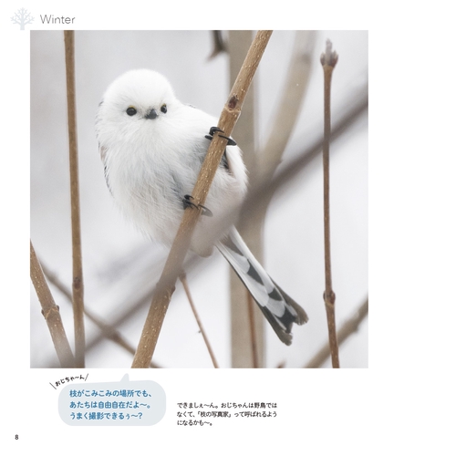 シマエナガと交換日記3 シマエナガと北の森の仲間たち – 丸善ジュンク