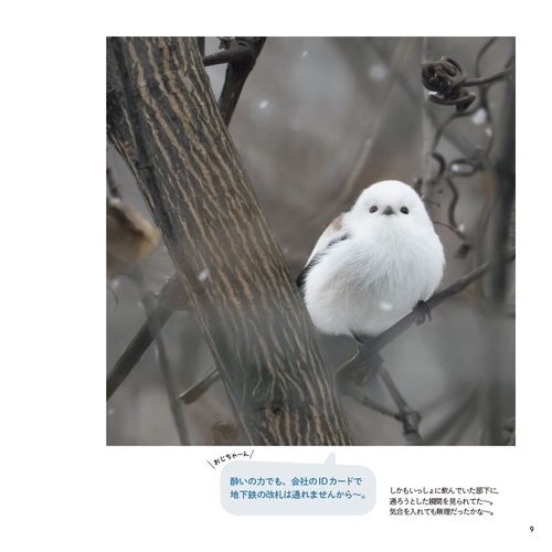 シマエナガと交換日記3 シマエナガと北の森の仲間たち – 丸善ジュンク