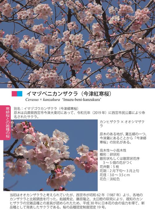 桜樹学・桜の世界 4 栽培品種編Ⅲ（マメザクラ他栽培品種と伊豆の桜