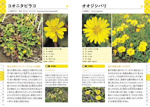 新版 色と形で見わけ散歩を楽しむ花図鑑 – 丸善ジュンク堂書店ネットストア