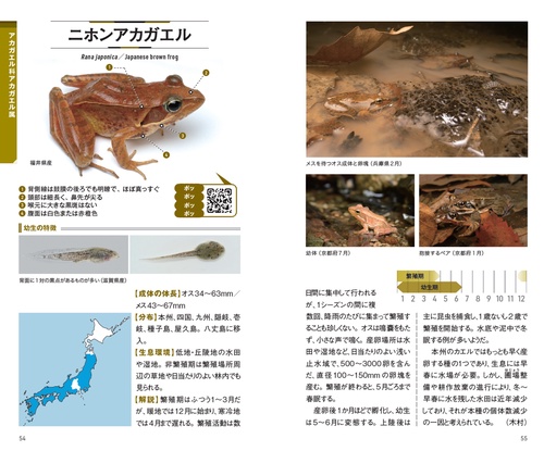 カエルとオタマジャクシハンドブック – 丸善ジュンク堂書店ネットストア