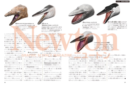 Newton別冊 鯨と人類 – 丸善ジュンク堂書店ネットストア