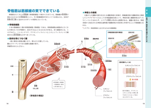 いちばん使える 筋肉と関節 しくみが見える図鑑 – 丸善ジュンク堂書店