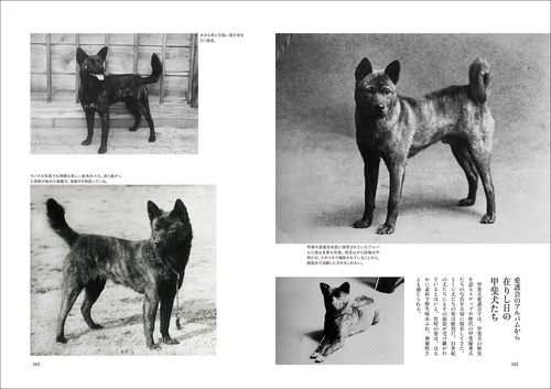 日本の犬 – 丸善ジュンク堂書店ネットストア