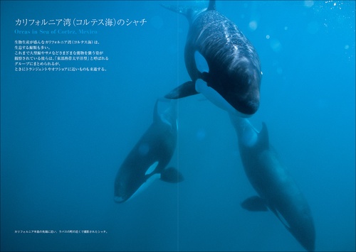 シャチ生態ビジュアル百科 第2版 – 丸善ジュンク堂書店ネットストア