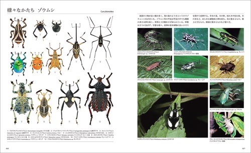 世界で一番美しい甲虫図鑑 – 丸善ジュンク堂書店ネットストア