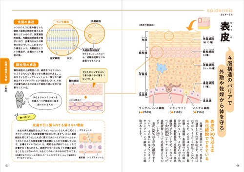 一生役立つ きちんとわかる皮膚科学 しくみ・トラブル・スキンケア