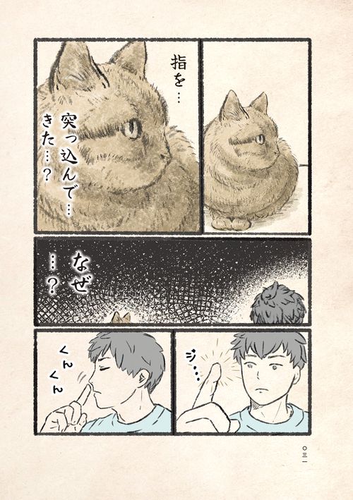 今日もネコ様の圧が強い – 丸善ジュンク堂書店ネットストア