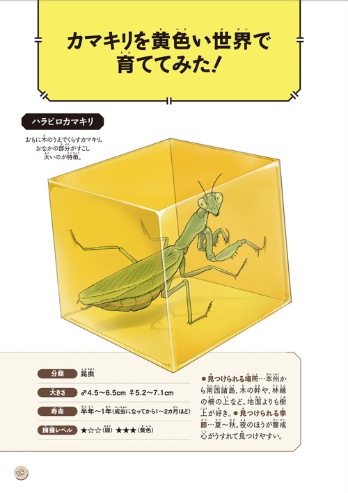 図鑑いきもの飼ってみた カマキリを黄色い世界で育てたらどうなる