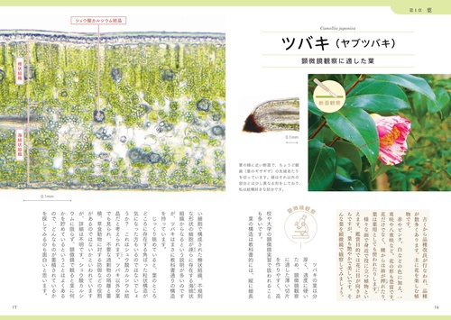 顕微鏡でのぞいてみた 身近な植物断面図鑑 – 丸善ジュンク堂書店ネット