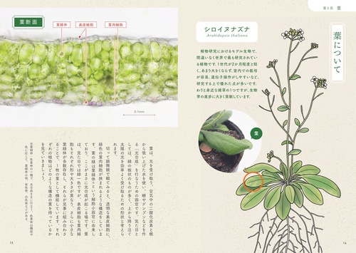 顕微鏡でのぞいてみた 身近な植物断面図鑑 – 丸善ジュンク堂書店ネット