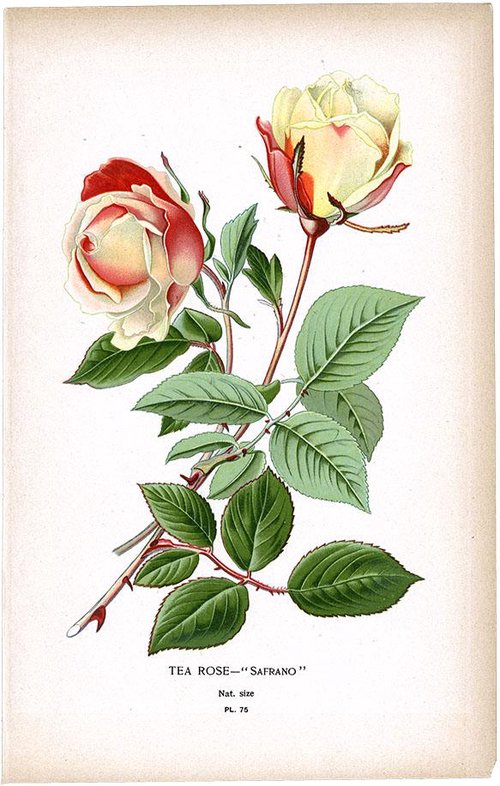 OR) Tea Rose サフラノ和名は「西王母」 / TEA ROSE SAFRANO/75