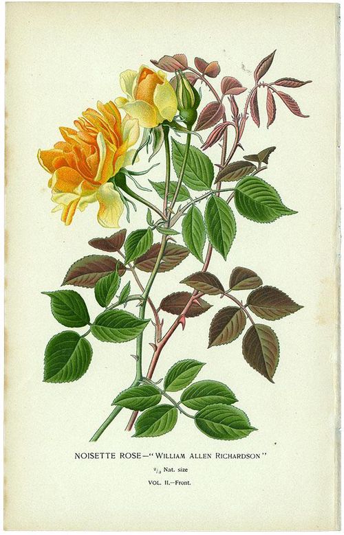 OR) Noisette Rose ウィリアム・アレン・リチャードソン / NOISETTE ROSE WILLIAM ALLEN RIOHA PDSON/VoII