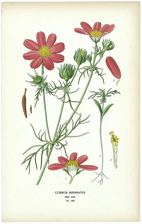 OR) コスモス / COSMOS BIPINNATUS/PL142