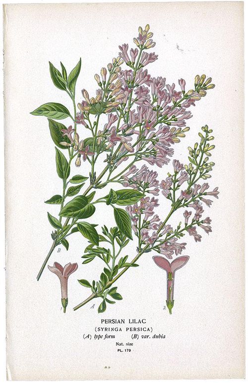 OR) ライラック / PERSIAN LILAC/PL179