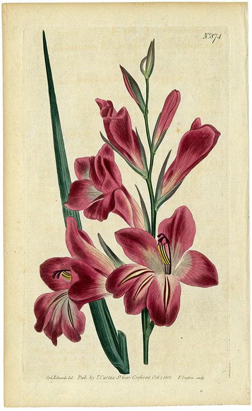OR) グラジオラス / GLADIOLUS BYZANTONUS/No874 1805年