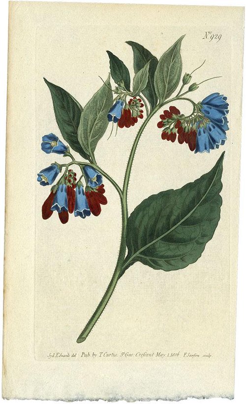 OR) コンフリー / SYMPHYTUM ASPERRIMUM/No929 1806年