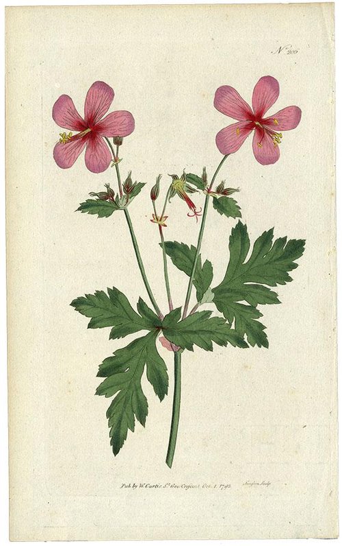 OR) フウロソウ / Geranium Anemonefolium/No206 1792年