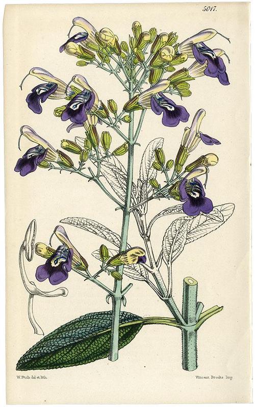 OR) サルビア カンデラブラム / SALVIA CANDELABRUM/5017 1857年