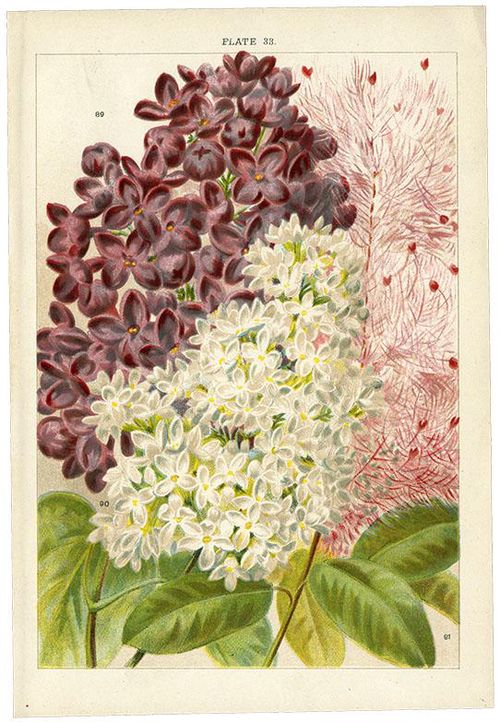 OR) 89)ライラック 90)ライラック91)スモークツリーPL33/ / 89)Syringa Souvenir 90)Syringa Vnlgars 91)Rhus Continus