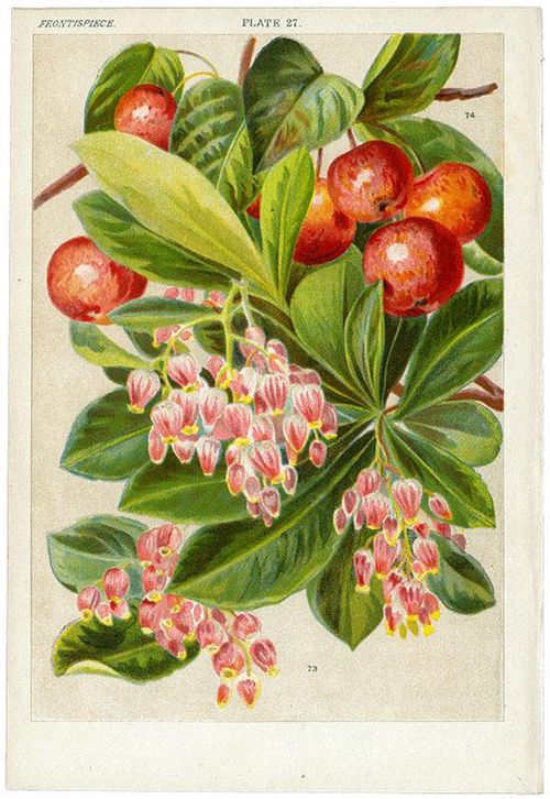 OR) 73)イチゴの木 74)エゾノコリンゴ PL27/ / 73)Arbutus Unedo 74)Pyrus baccata