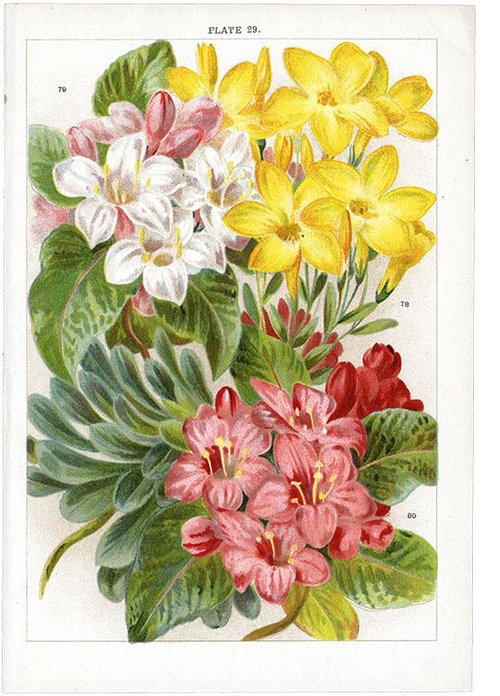 OR) 78)アマニ 79,80)ブッシュスイカズラ PL29 / 78)Linim arboreum 79)Diervilla florida 80)Diervilla florvida yosea