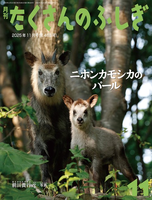 ニホンカモシカのパール(たくさんのふしぎ) (2025年11月号) [雑誌]