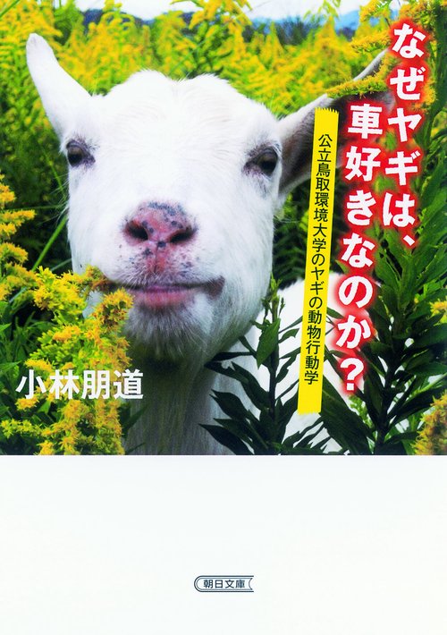 なぜヤギは、車好きなのか? 公立鳥取環境大学のヤギの動物行動学