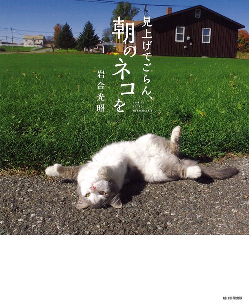 見上げてごらん、朝のネコを