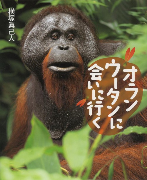 オランウータンに会いに行く