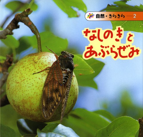 なしのきとあぶらぜみ