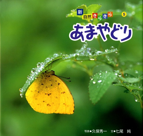 あまやどり