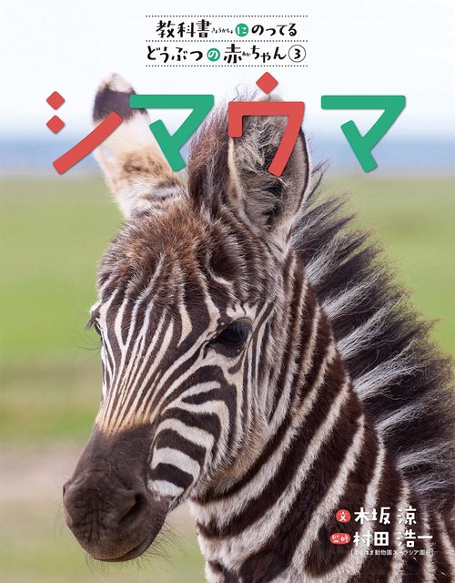 シマウマ