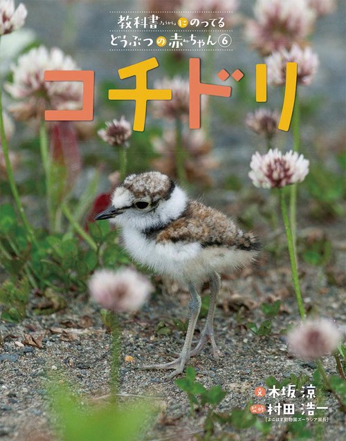 コチドリ