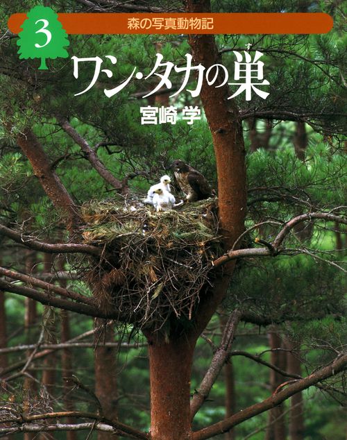 ワシ・タカの巣