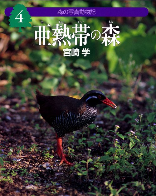 亜熱帯の森