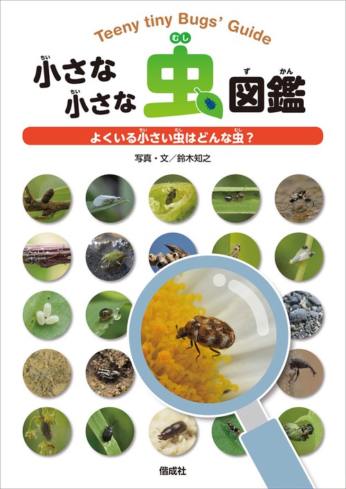 小さな小さな虫図鑑 よくいる小さい虫はどんな虫?